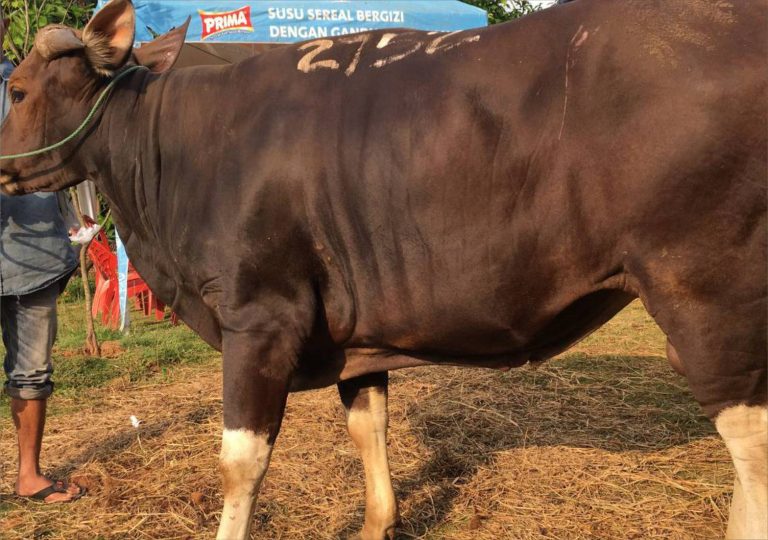 sapi bali show