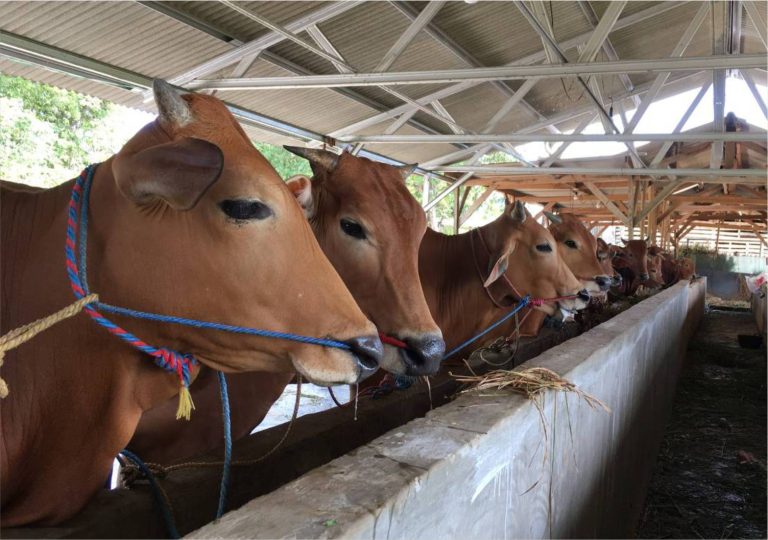 sapi madura