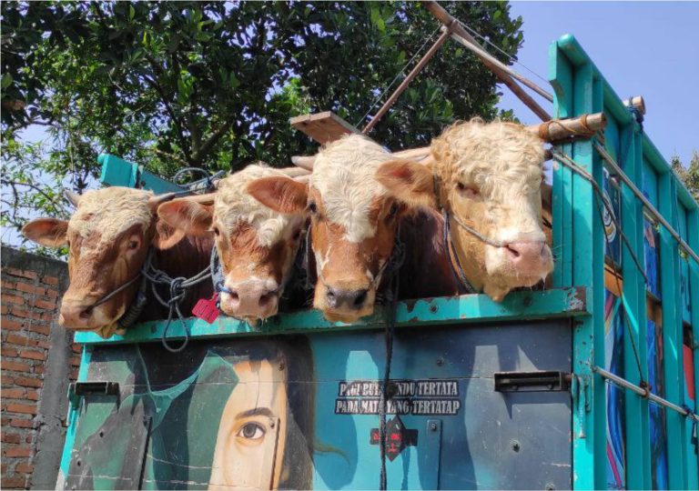 sapi truck